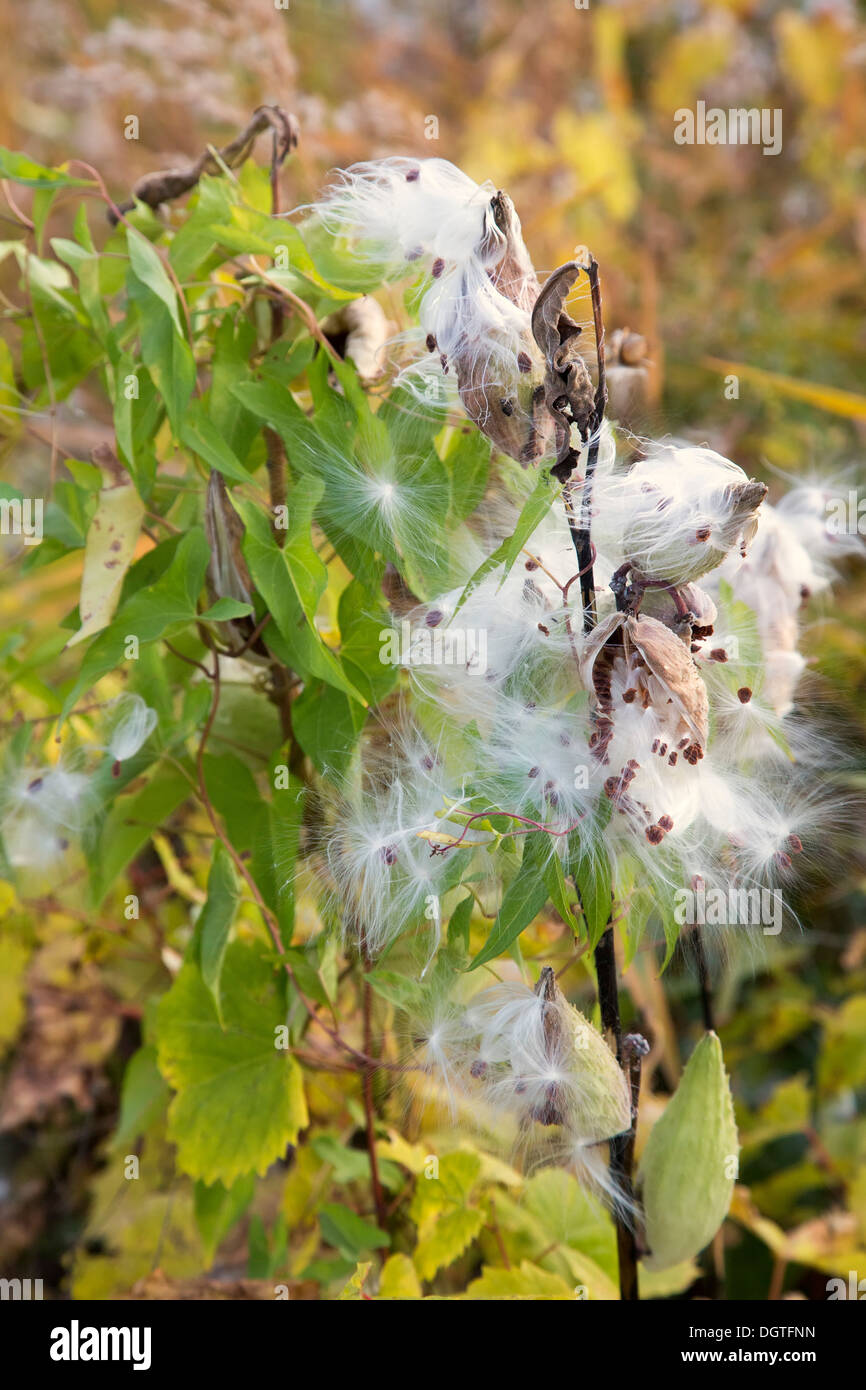 Detroit, Michigan - Milkweed seed pods on Belle Isle, a Detroit city park. Stock Photo