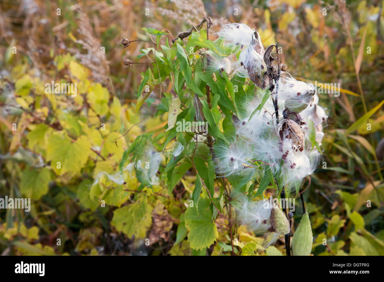 Detroit, Michigan - Milkweed seed pods on Belle Isle, a Detroit city park. Stock Photo