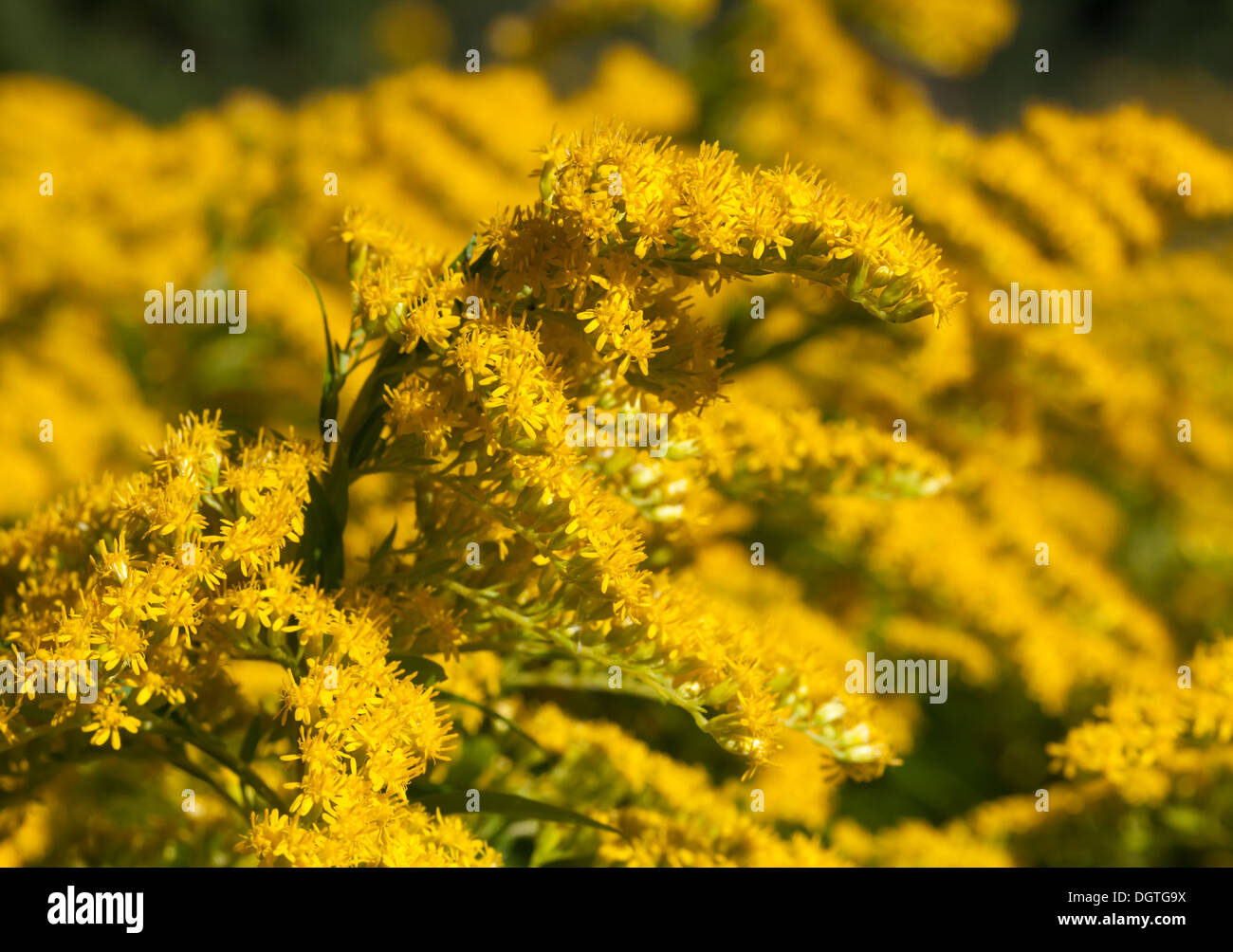 Goldenrod flowers Stock Photo