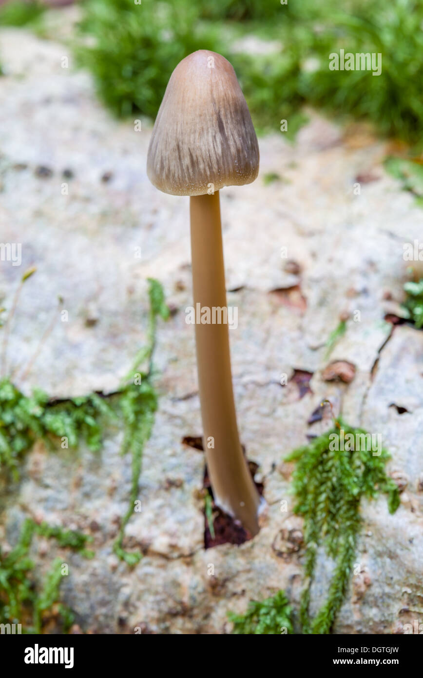 Beautiful autumn mushrooms Stock Photo