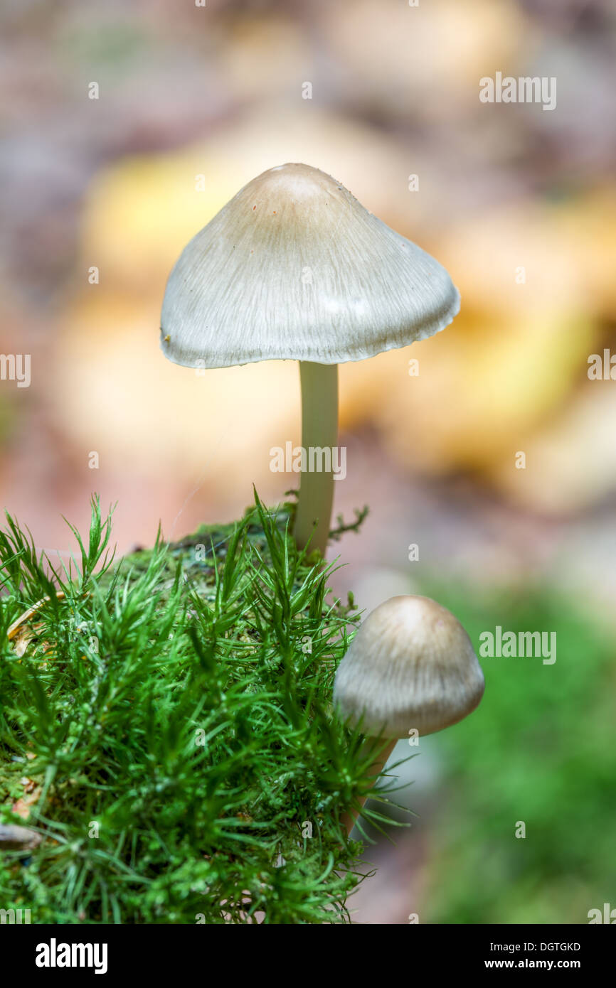 Beautiful autumn mushrooms Stock Photo
