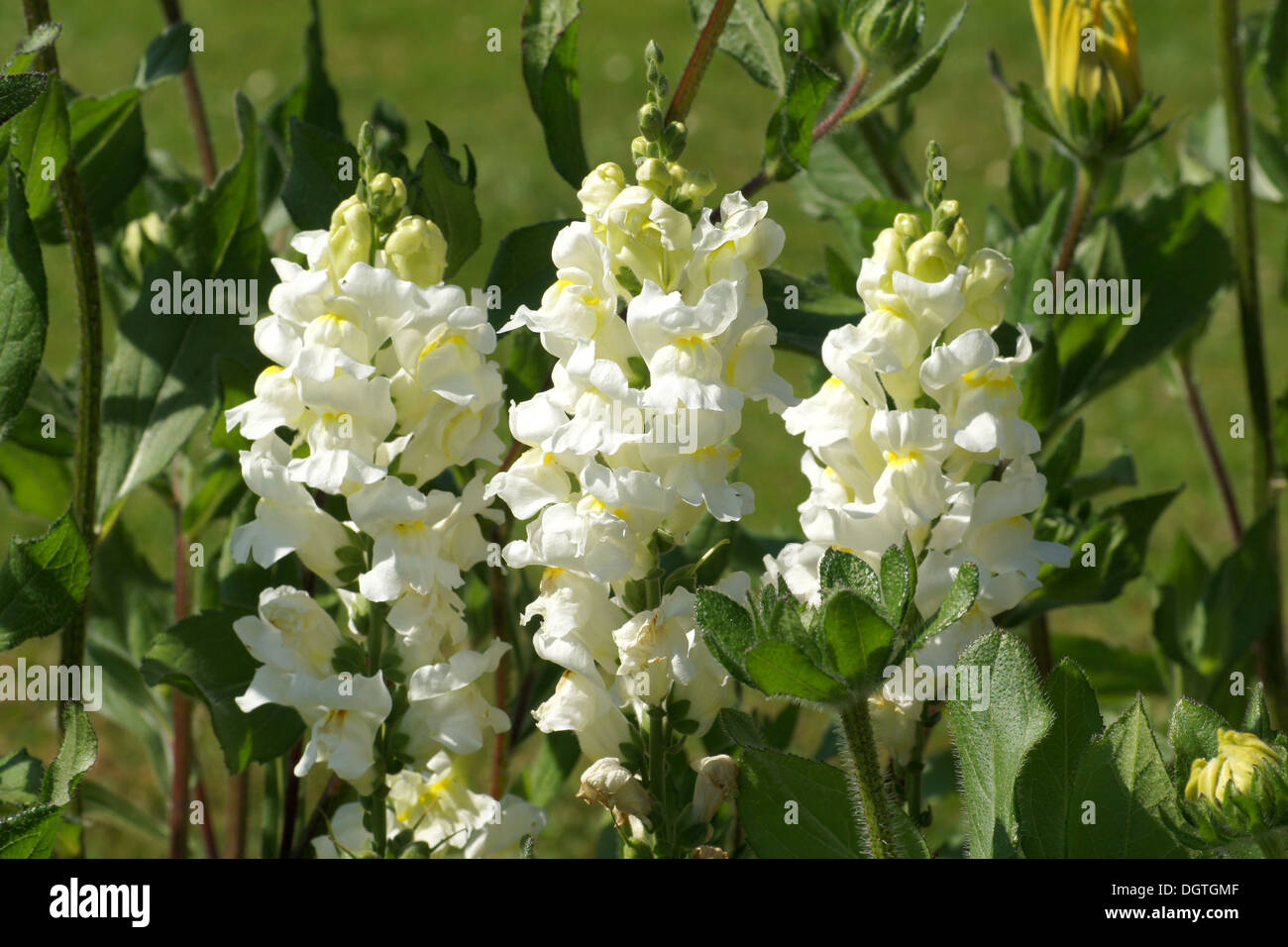 Snapdragon Stock Photo - Alamy