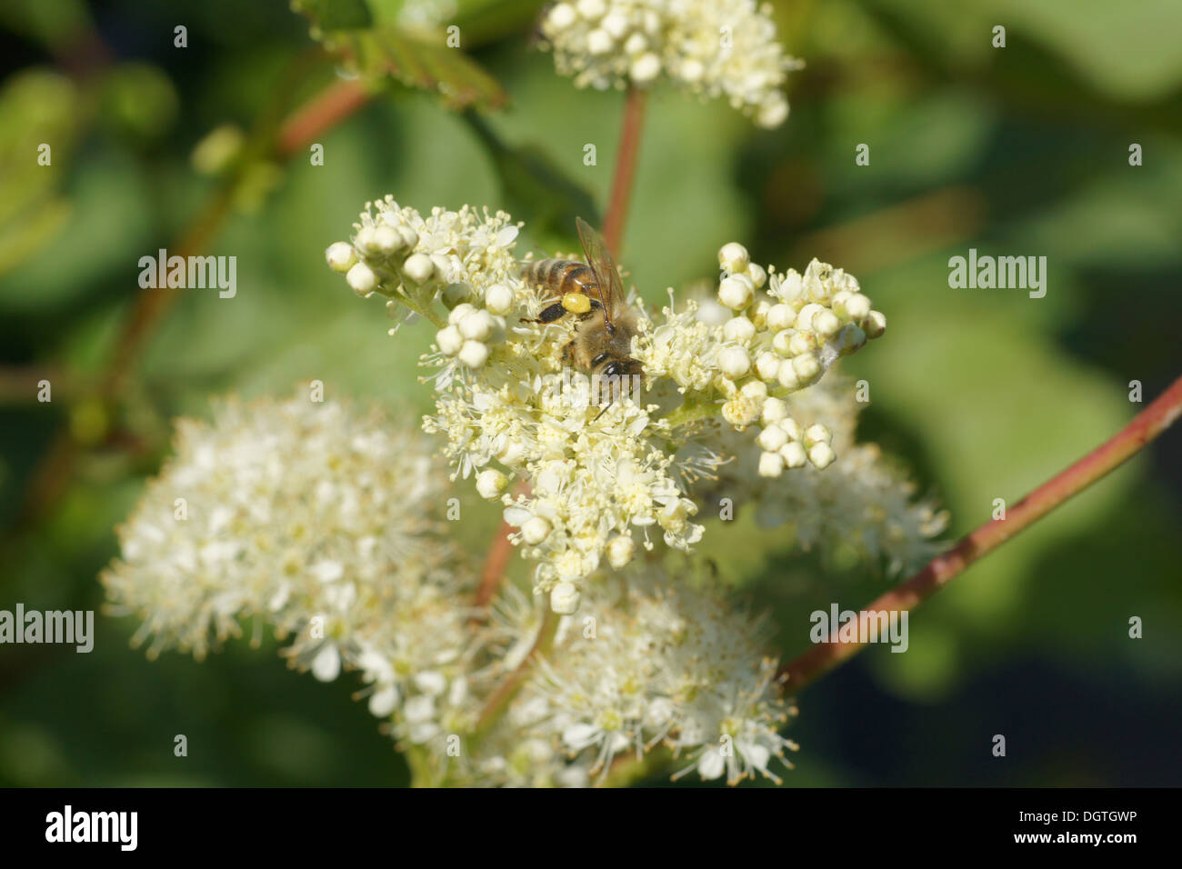 Dropwort plant hi-res stock photography and images - Alamy