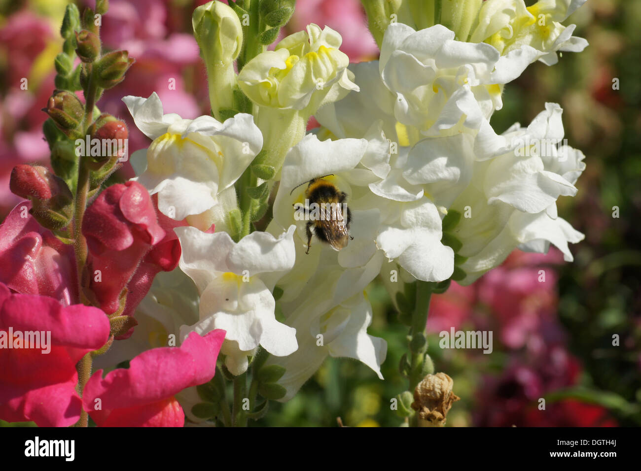 Snapdragon bee hires stock photography and images Alamy