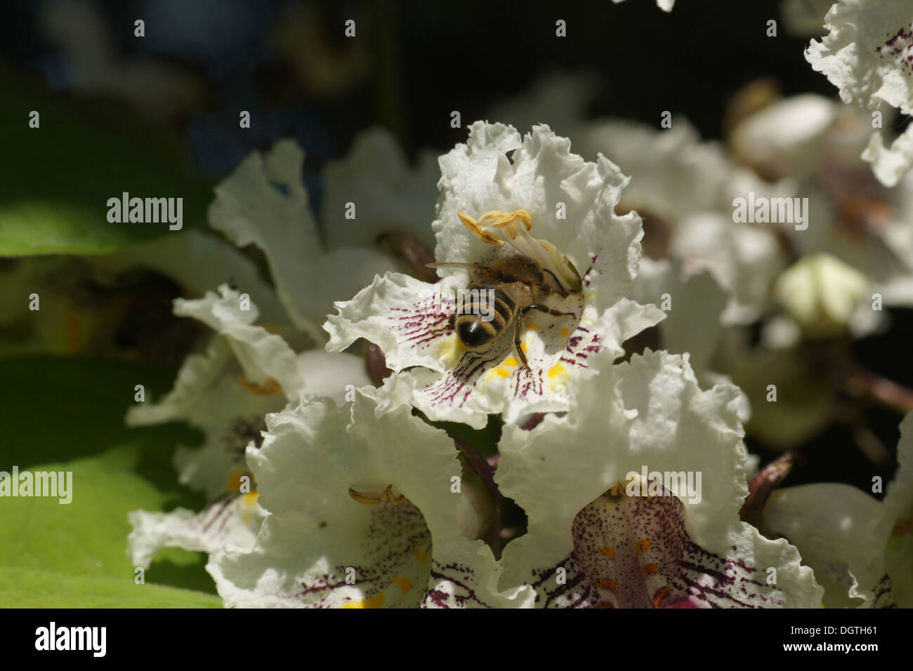 Catalpa Stock Photo