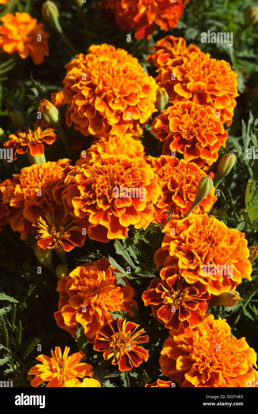 Pot Marigold Stock Photo