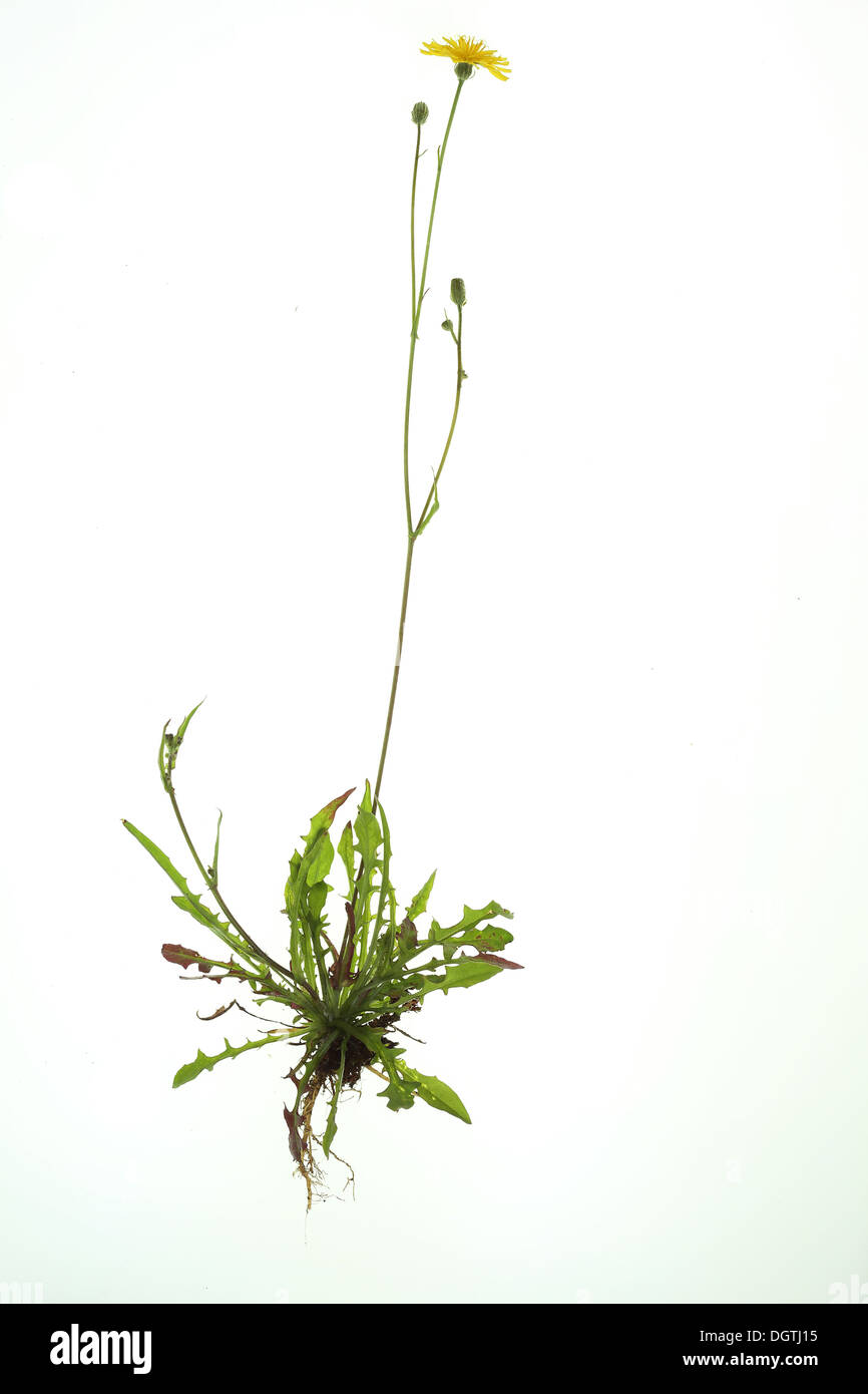Crepis capillaris, Smooth Hawkweed Stock Photo