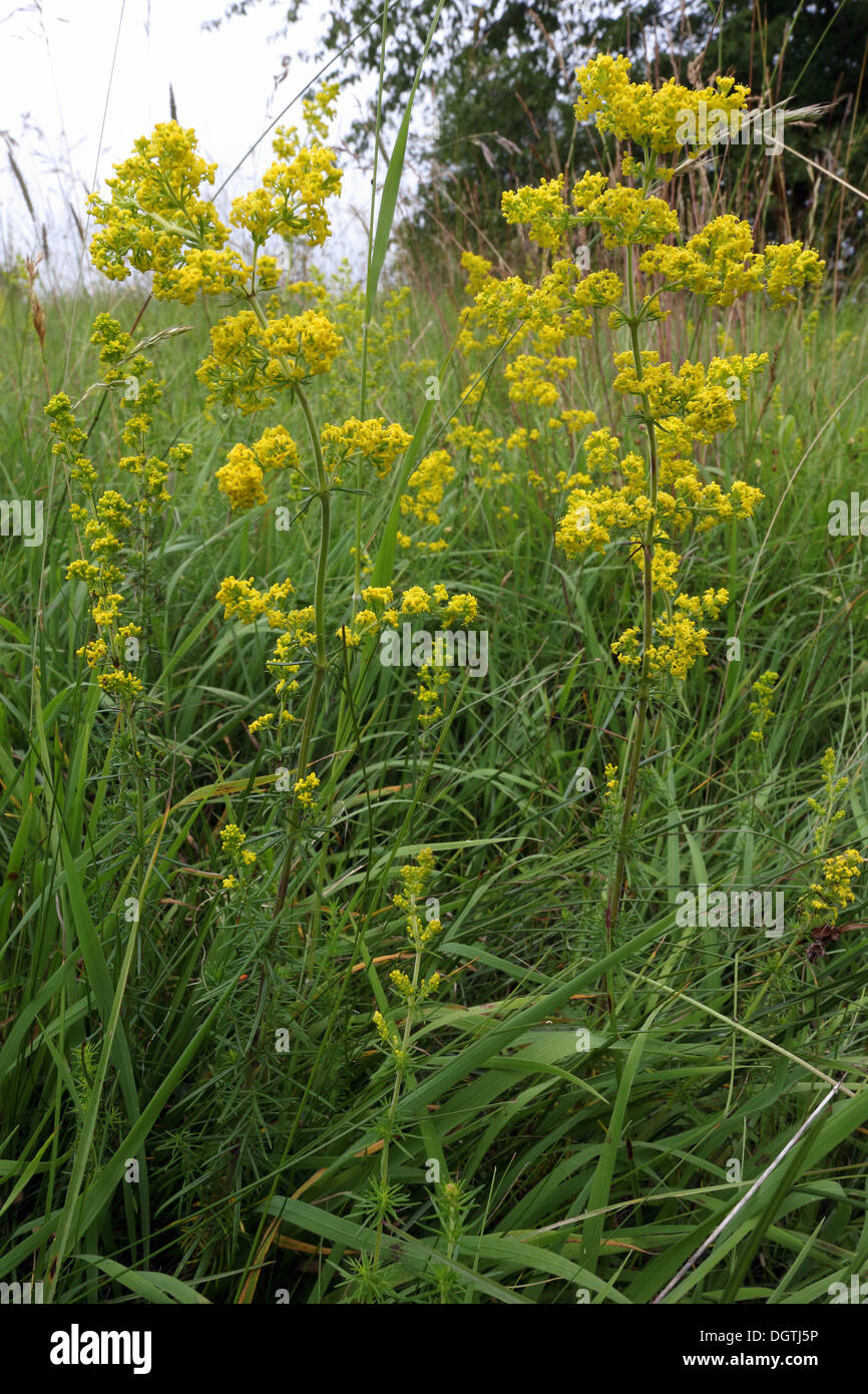 Galium verum, Yellow Bedstraw Stock Photo