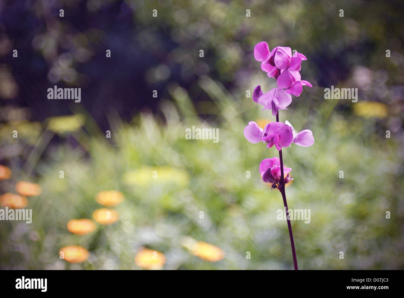 Beautiful pink flowers of wild Bean plant Stock Photo Alamy