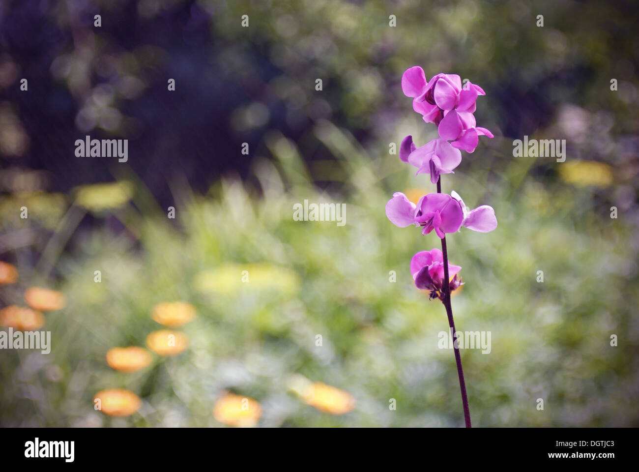 Beautiful pink flowers of wild Bean plant Stock Photo