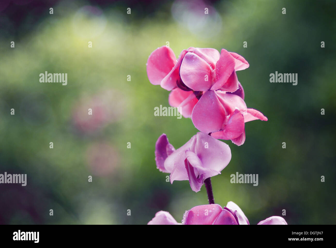Beautiful pink flowers of wild Bean plant Stock Photo