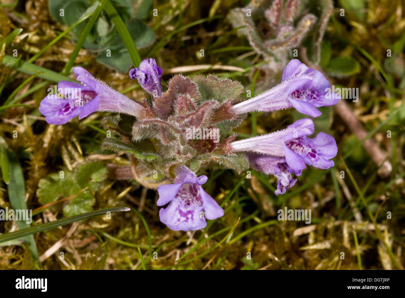 Ground-ivy, Glechoma hederacea in flower in spring, Dorset. Stock Photo
