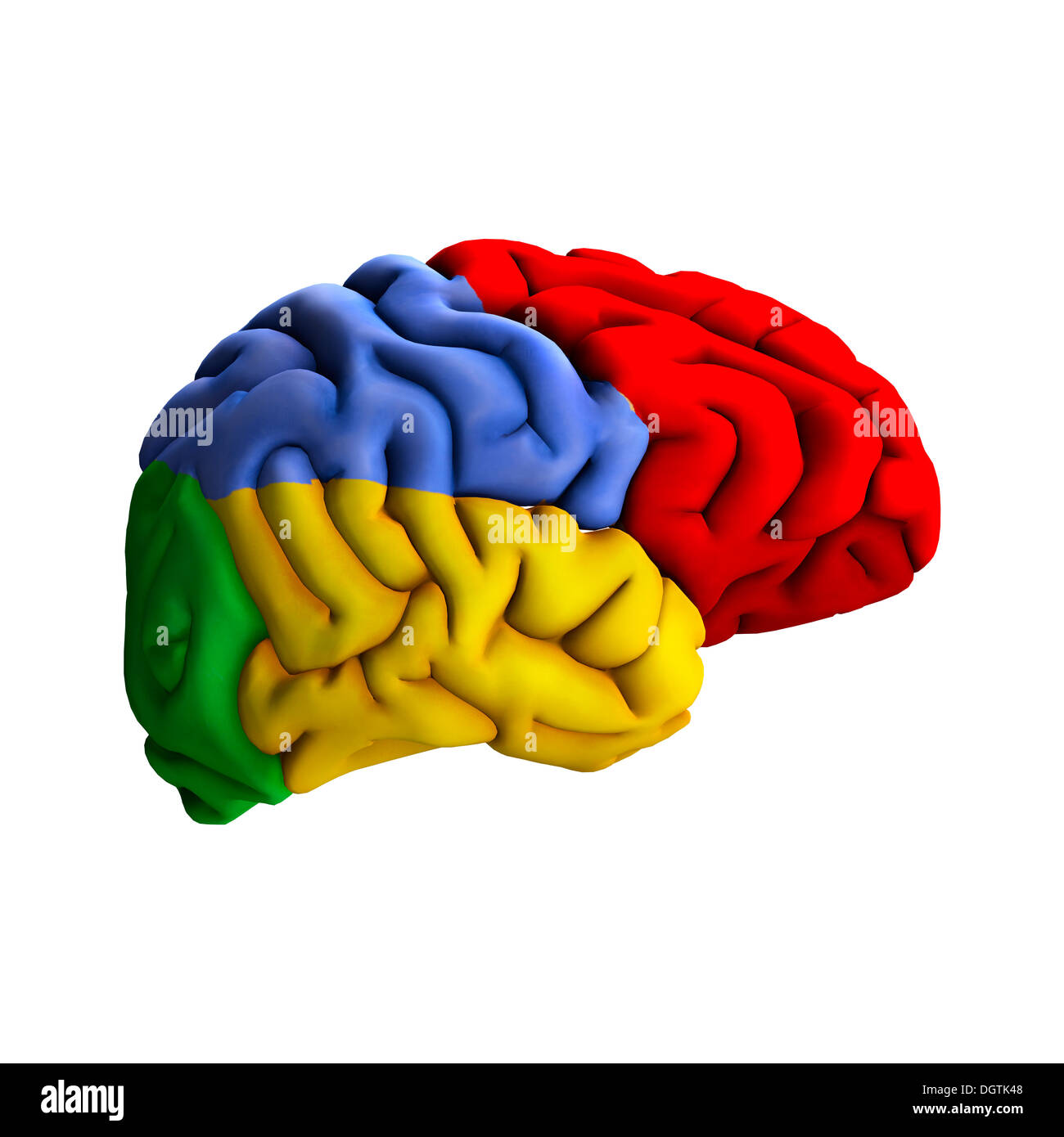 Digital diagram of a human brain hi-res stock photography and images ...