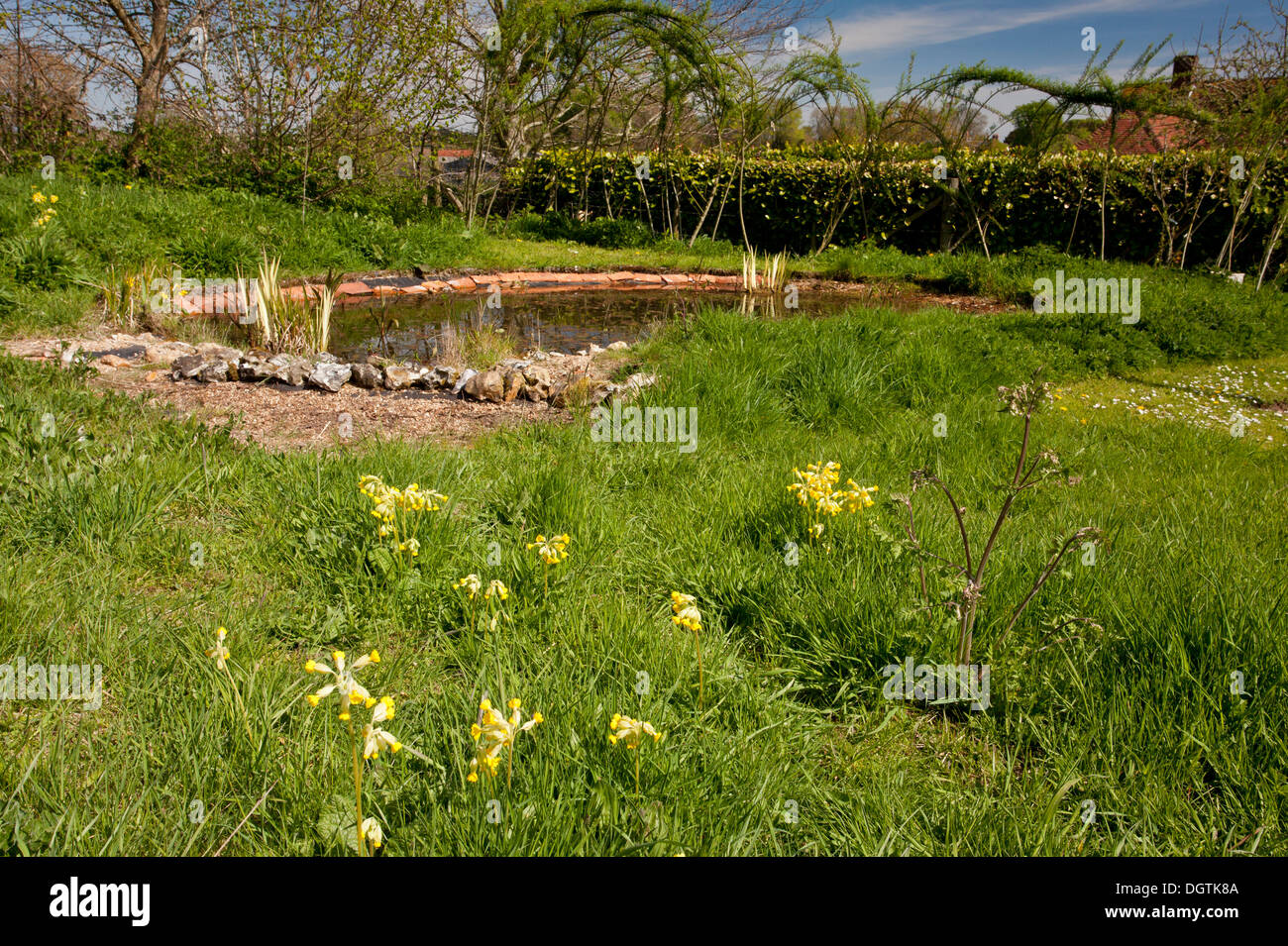 Cowslips and other flowers in Wildlife garden, managed for biodiversity, at Wimborne St Giles, Dorset Stock Photo