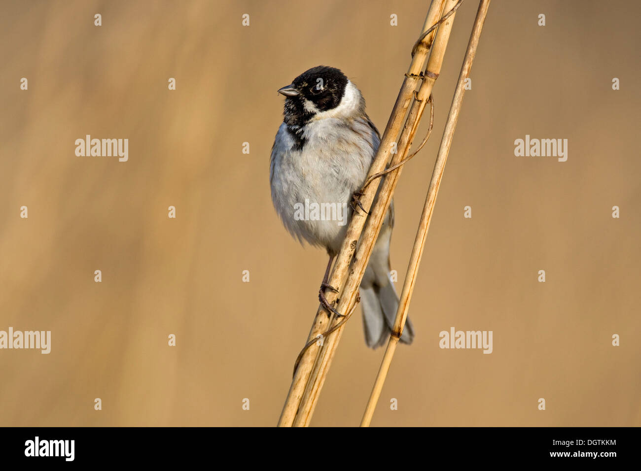 Reed Bunting (Emberiza schoeniclus), male in early spring Stock Photo