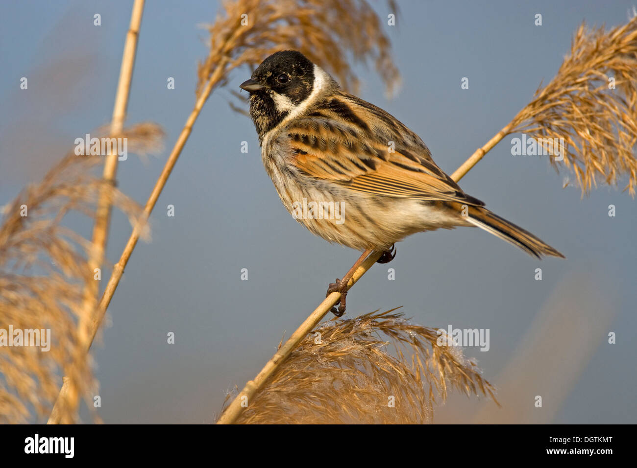 Reed Bunting (Emberiza schoeniclus), male in early spring Stock Photo