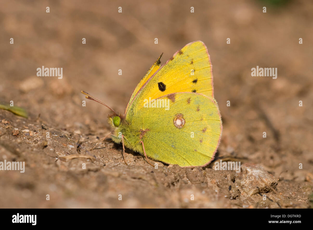 Pale Clouded Yellow (Colias hyale), Cape Kaliakra, Bulgaria, Europe Stock Photo