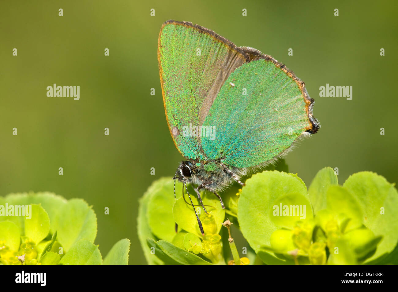 Green Hairstreak (Callophrys rubi), Cape Kaliakra, Bulgaria, Europe Stock Photo