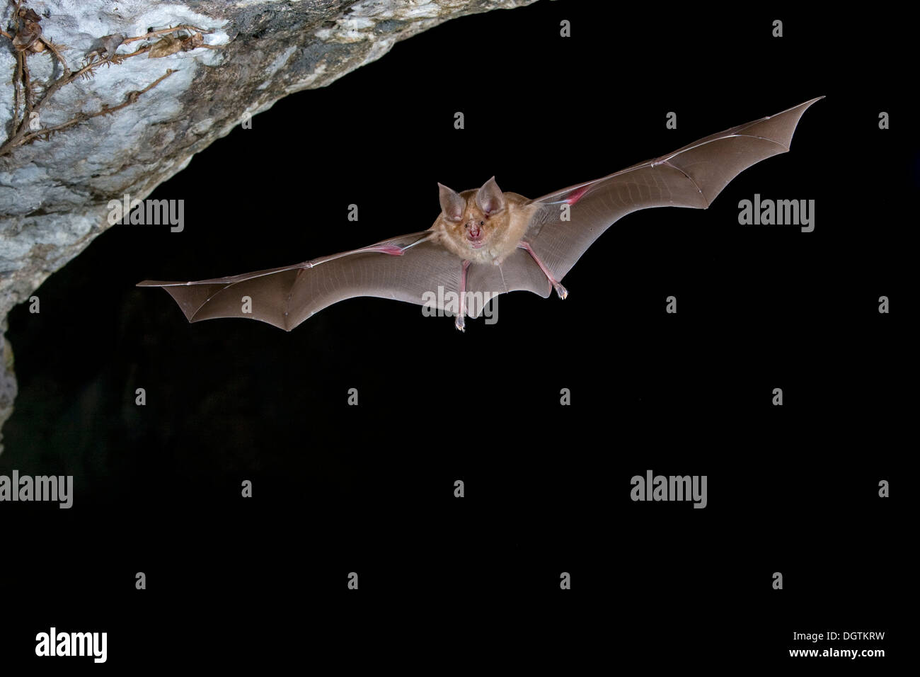 Greater Horseshoe Bat (Rhinolophus ferrumequinum) flying out of a cave, Sardinia, Italy, Europe Stock Photo