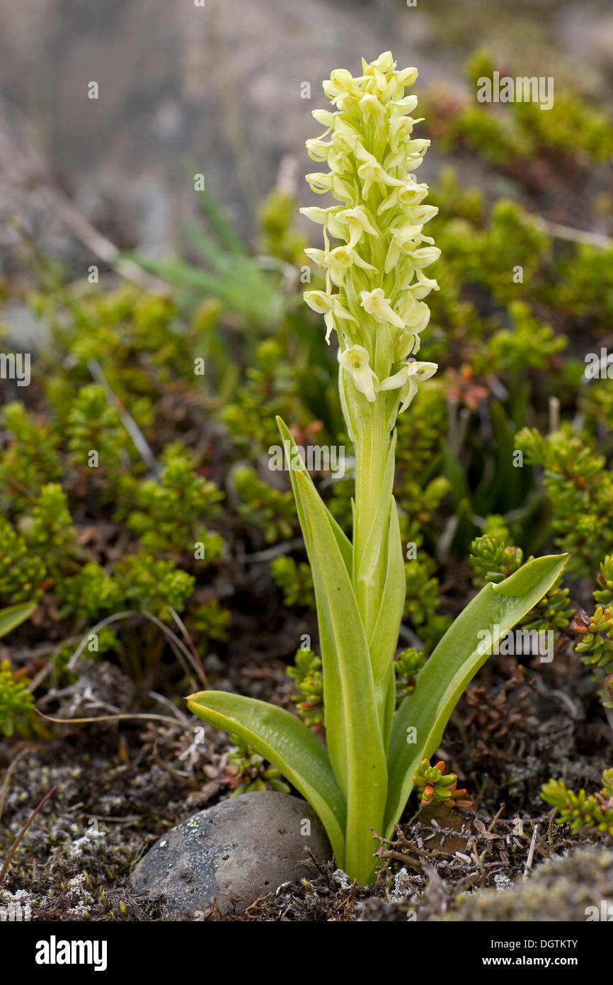 Northern Green Orchid (Platanthera hyperborea), Iceland, Europe Stock Photo