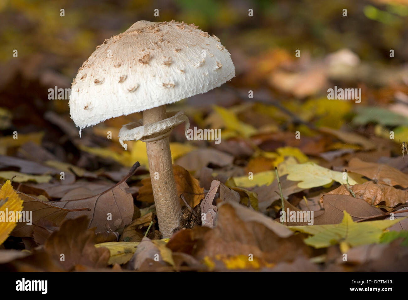 Parasol mushroom (Macrolepiota procera), Nationalpark Hainich national park, Thuringia Stock Photo