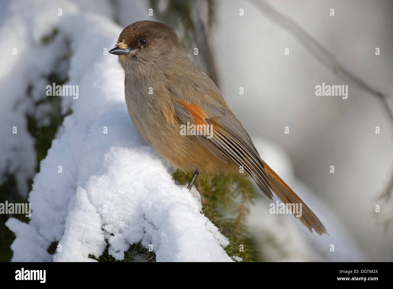 Siberian Jay (Perisoreus infaustus), Oulanka National Park, Finland, Europe Stock Photo