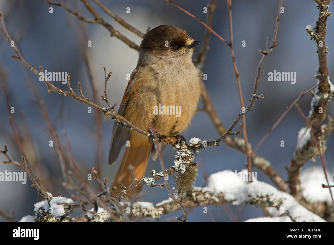 Siberian Jay (Perisoreus infaustus), Oulanka National Park, Finland, Europe Stock Photo