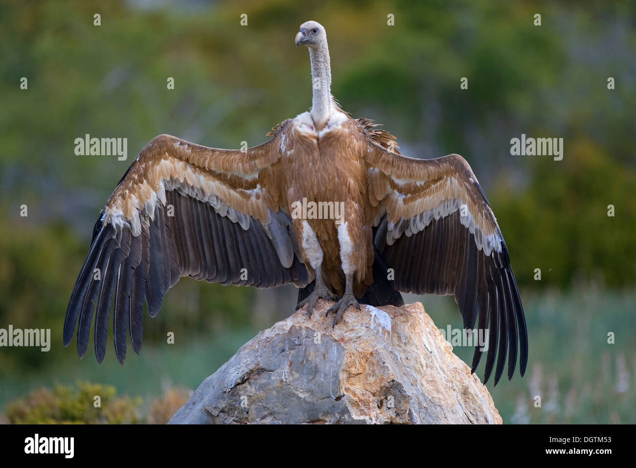 Griffon Vulture (Gyps fulvus) drying wings after rain, Pyrenees mountains, Spain, Europe Stock Photo