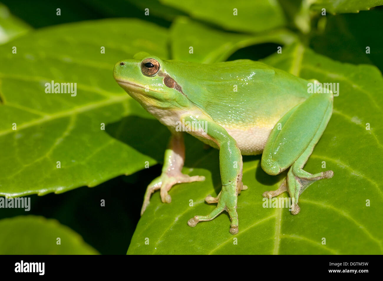 Mediterranean Tree Frog, Stripeless Tree Frog (Hyla meridionalis