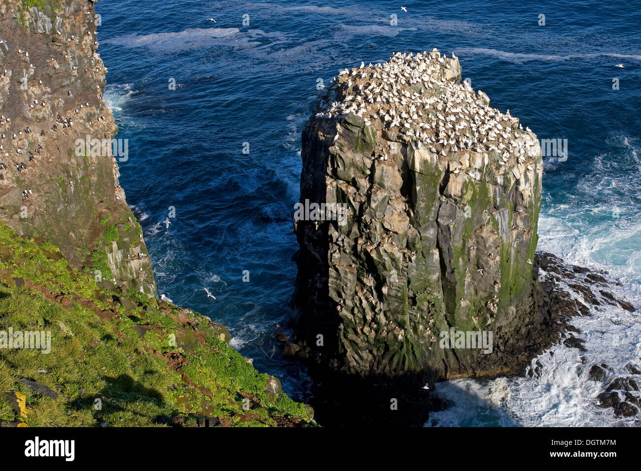 Bird cliff Skoruvikurbjarg on the Langanes peninsula, Iceland, Europe Stock Photo