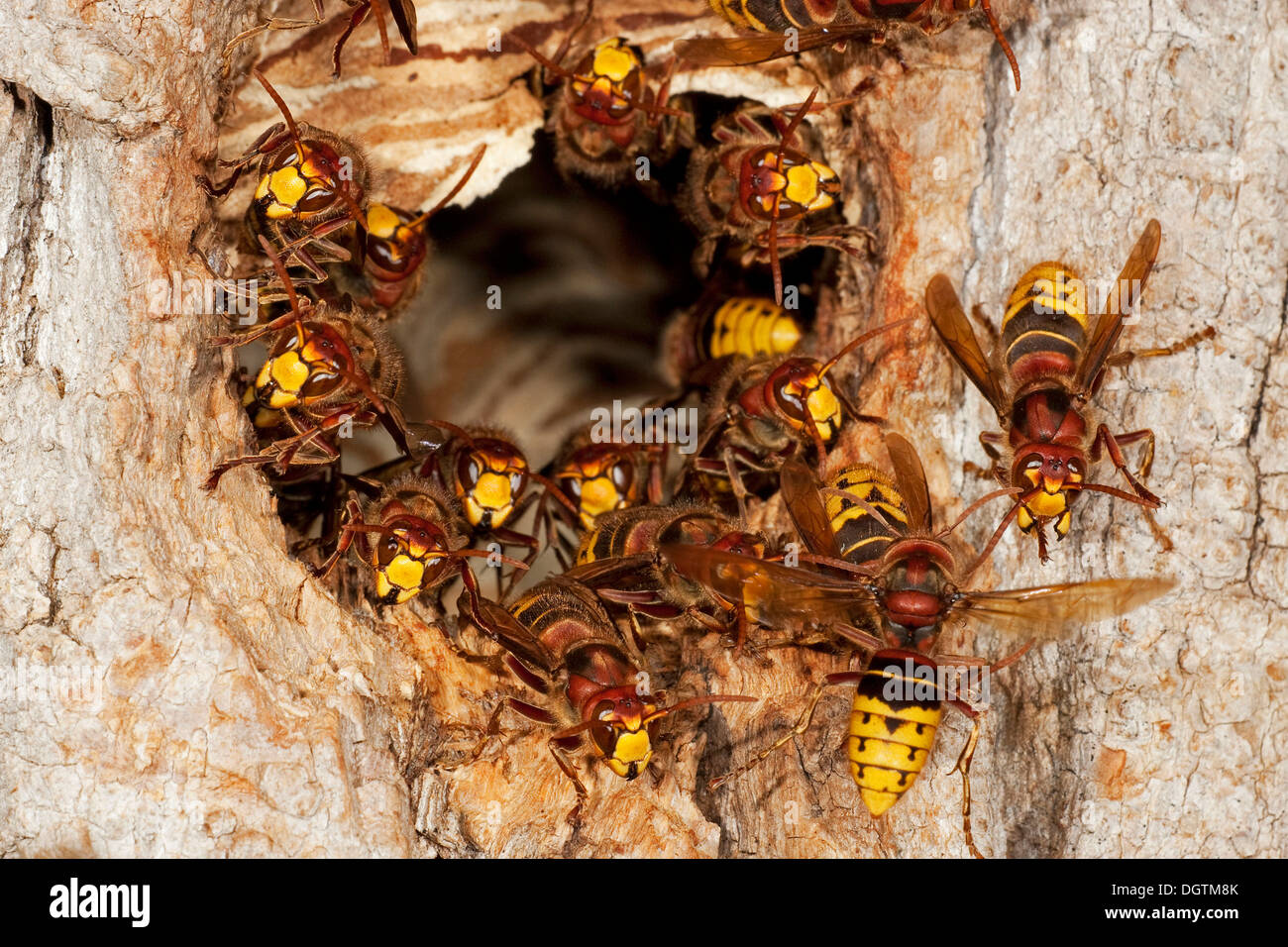 Нападение осы. Шершень гнездо Рой. Шершень Европейский (Vespa crabro). Гигантский азиатский Шершень гнездо. Vespa mandarinia гнездо.