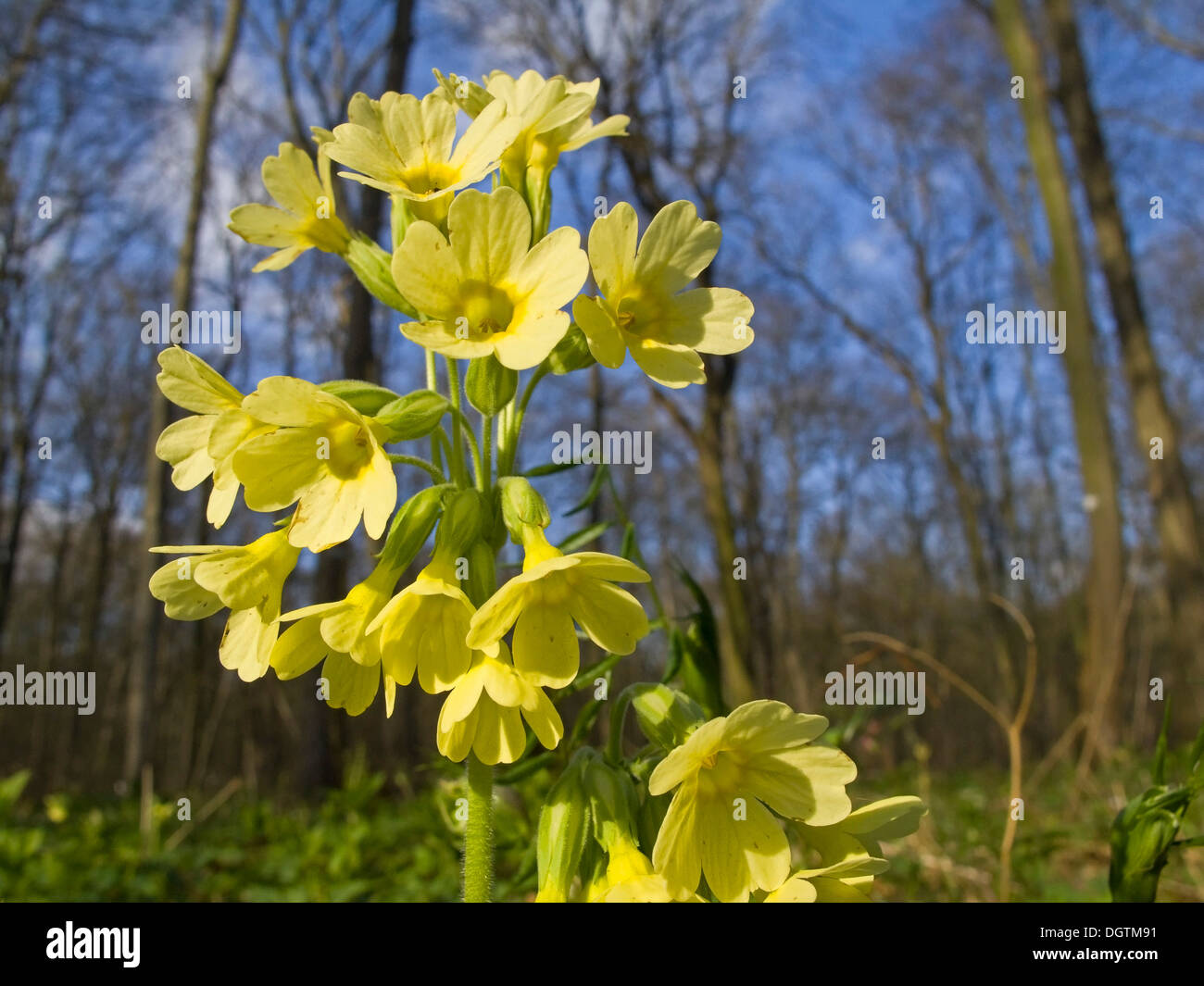 Oxlip (Primula elatior), Thuringia Stock Photo