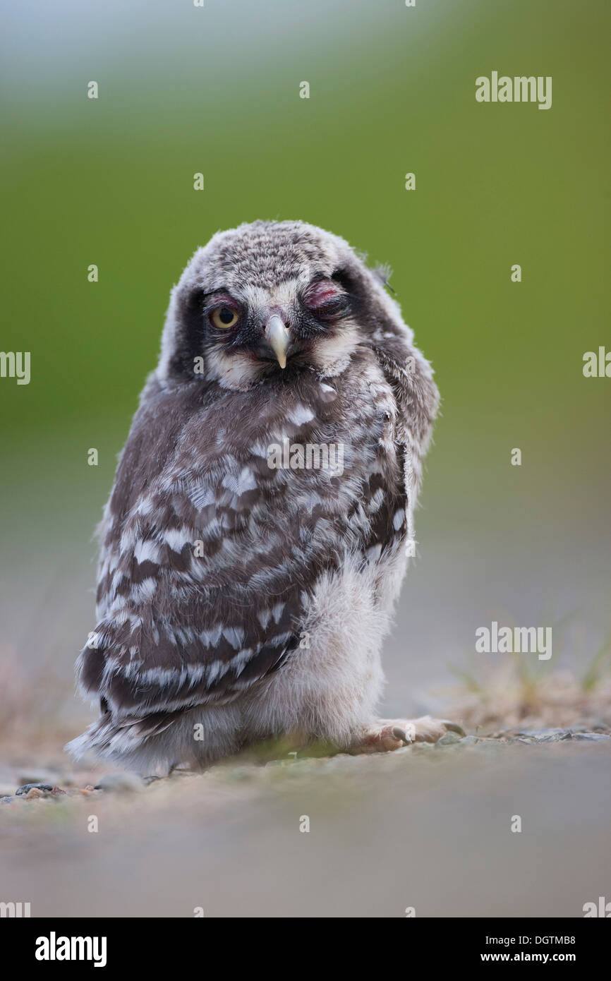 Northern hawk owl (Surnia ulula), owlet, Finland, Europe Stock Photo