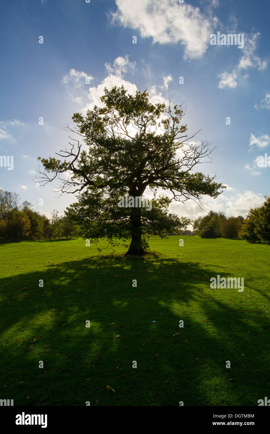 An oak tree silhouetted against the sunlight Stock Photo - Alamy