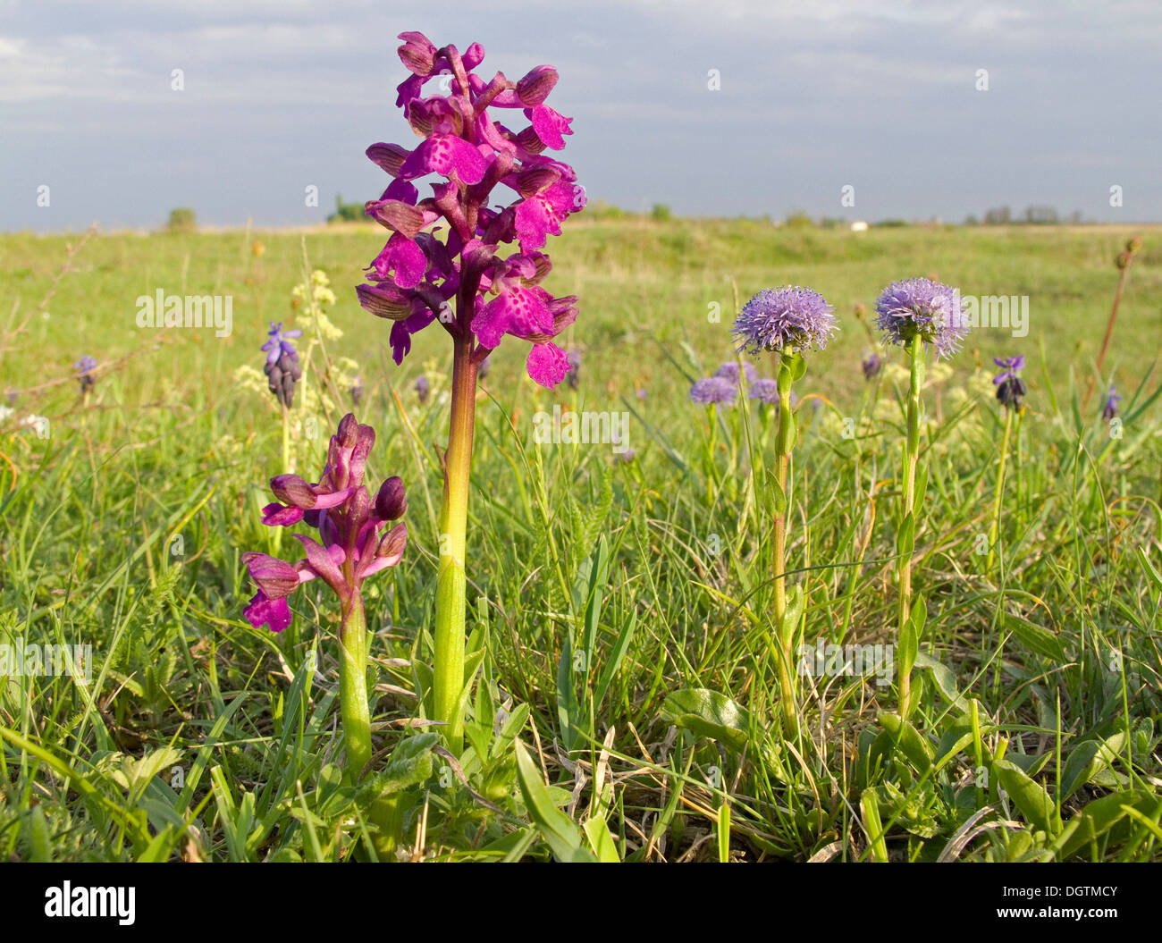Green-winged orchid, green-veined orchid (Orchis morio) and common globularia (Globularia vulgaris), Lake Neusiedl, Austria Stock Photo