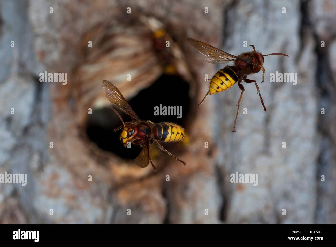 European hornets (Vespa crabro), workers in flight in front of the entrance to the nest, former nesting hole of a great spotted Stock Photo