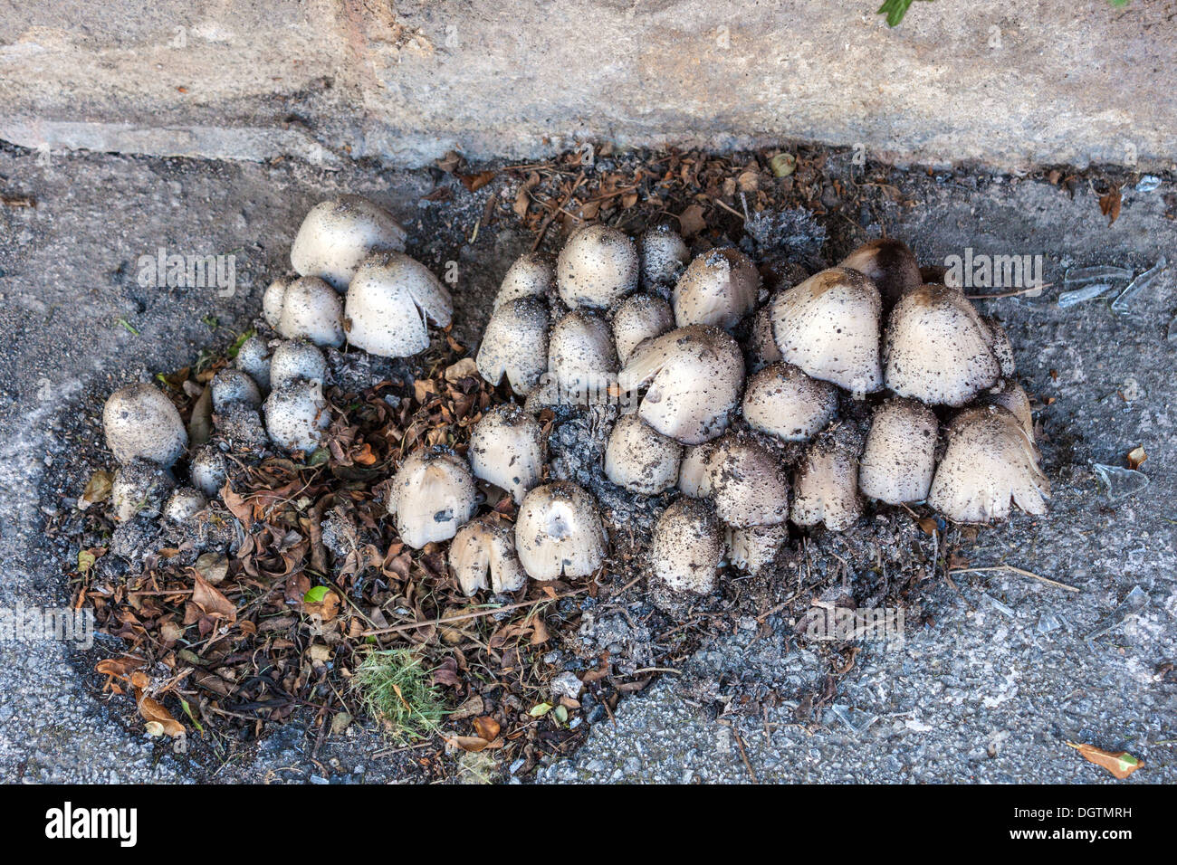 Funghi growing through asphalt pavement Stock Photo