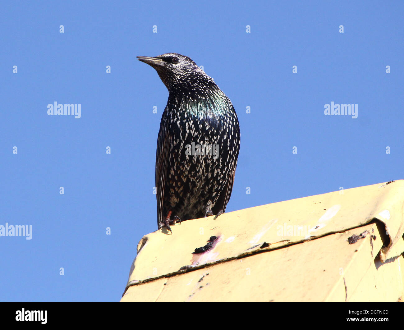 Mature Starling (Sturnus vulgaris) posiing on a roof against a blue sky Stock Photo