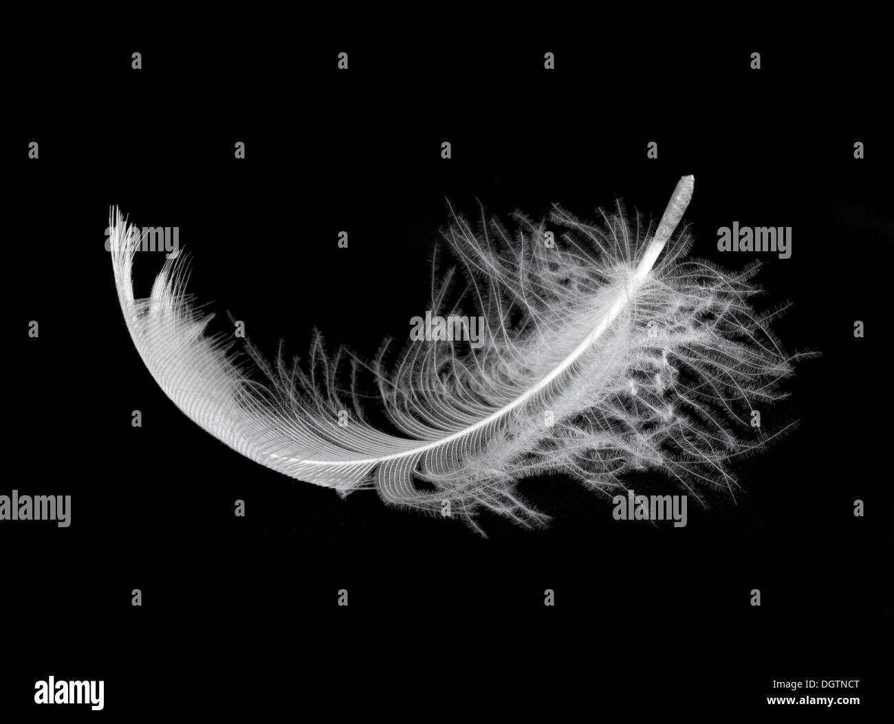 White feather isolated on white background Stock Photo