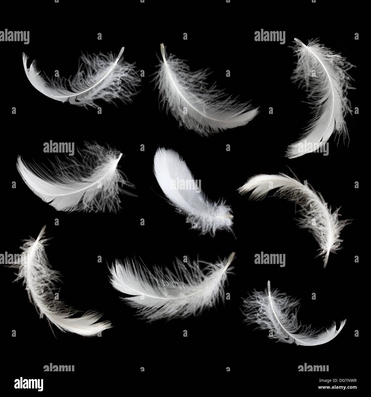 Set of white feathers isolated on white Stock Photo - Alamy