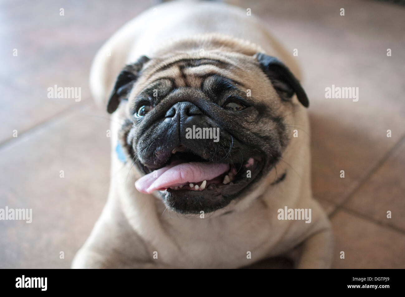 Happy chubby pug Stock Photo