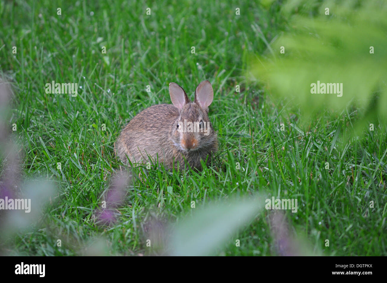 Long Island Rabbit Baby cottontail rabbit on eastern Long Island Stock Photo - Alamy