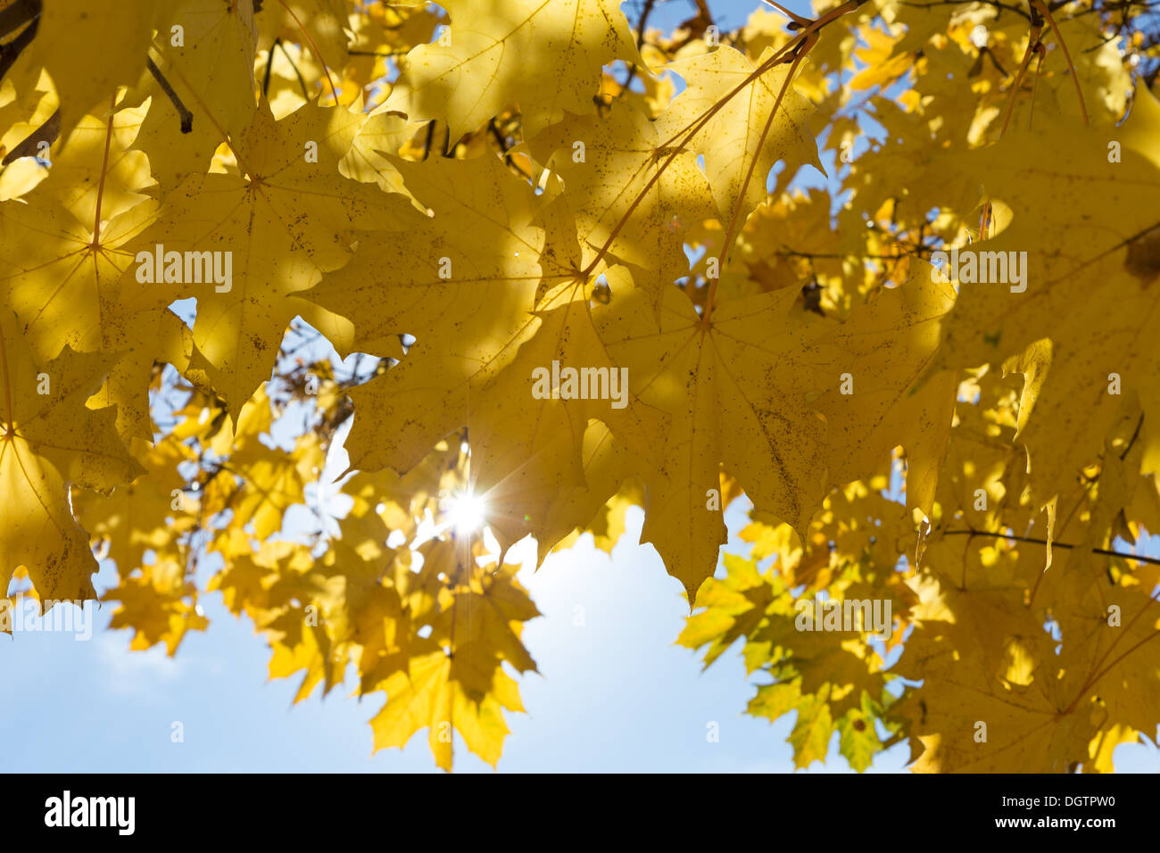 Yellow maple leaves on sky background with shining sun Stock Photo