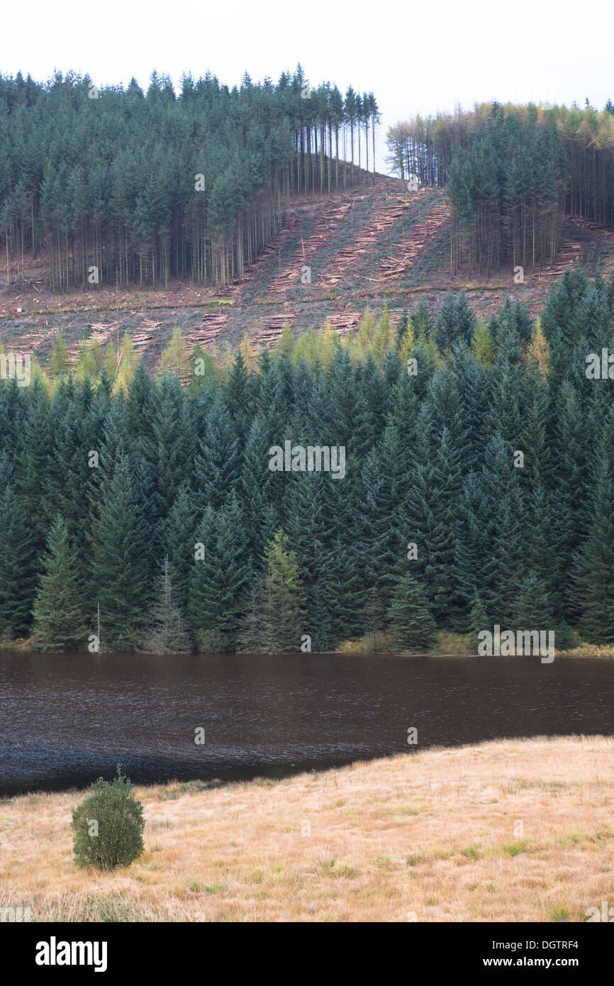 Forestry operations - tree felling between Tregaron and Abergwesyn in mid Wales Stock Photo