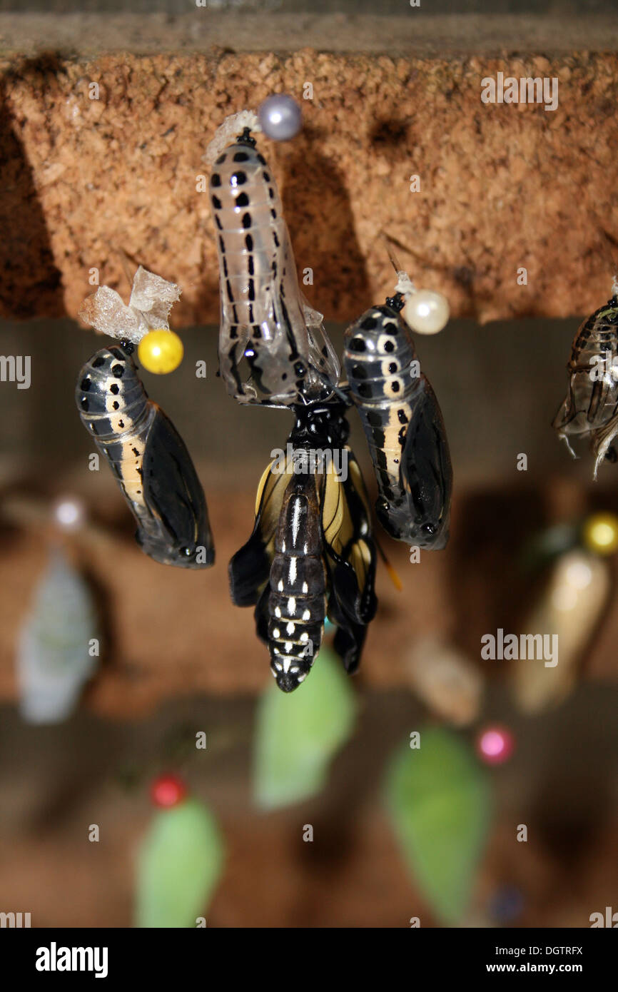 A butterfly emerging from a cocoon in a butterfly garden in Mindo
