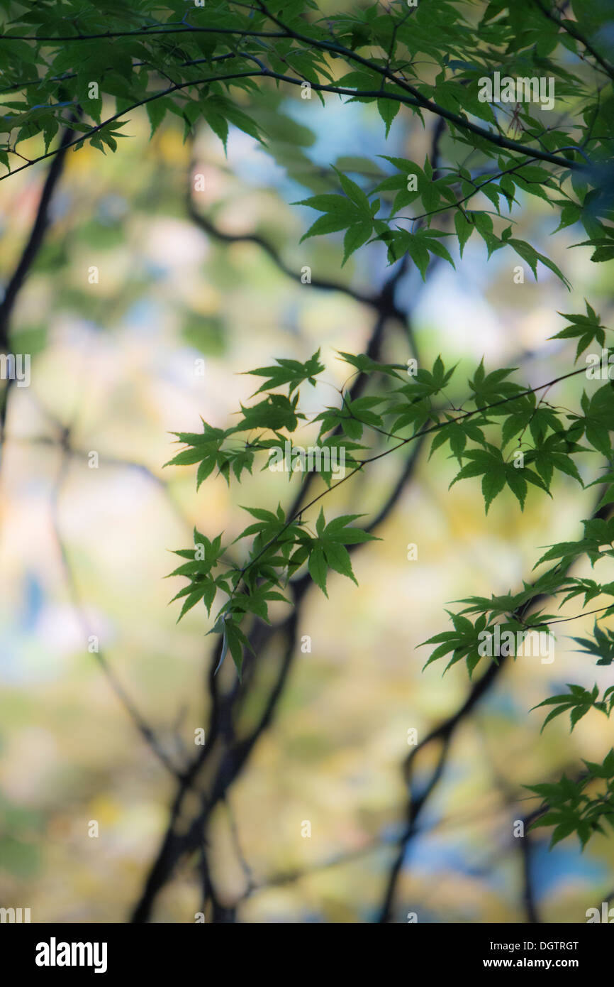 Japanese maple canopy hi-res stock photography and images - Alamy