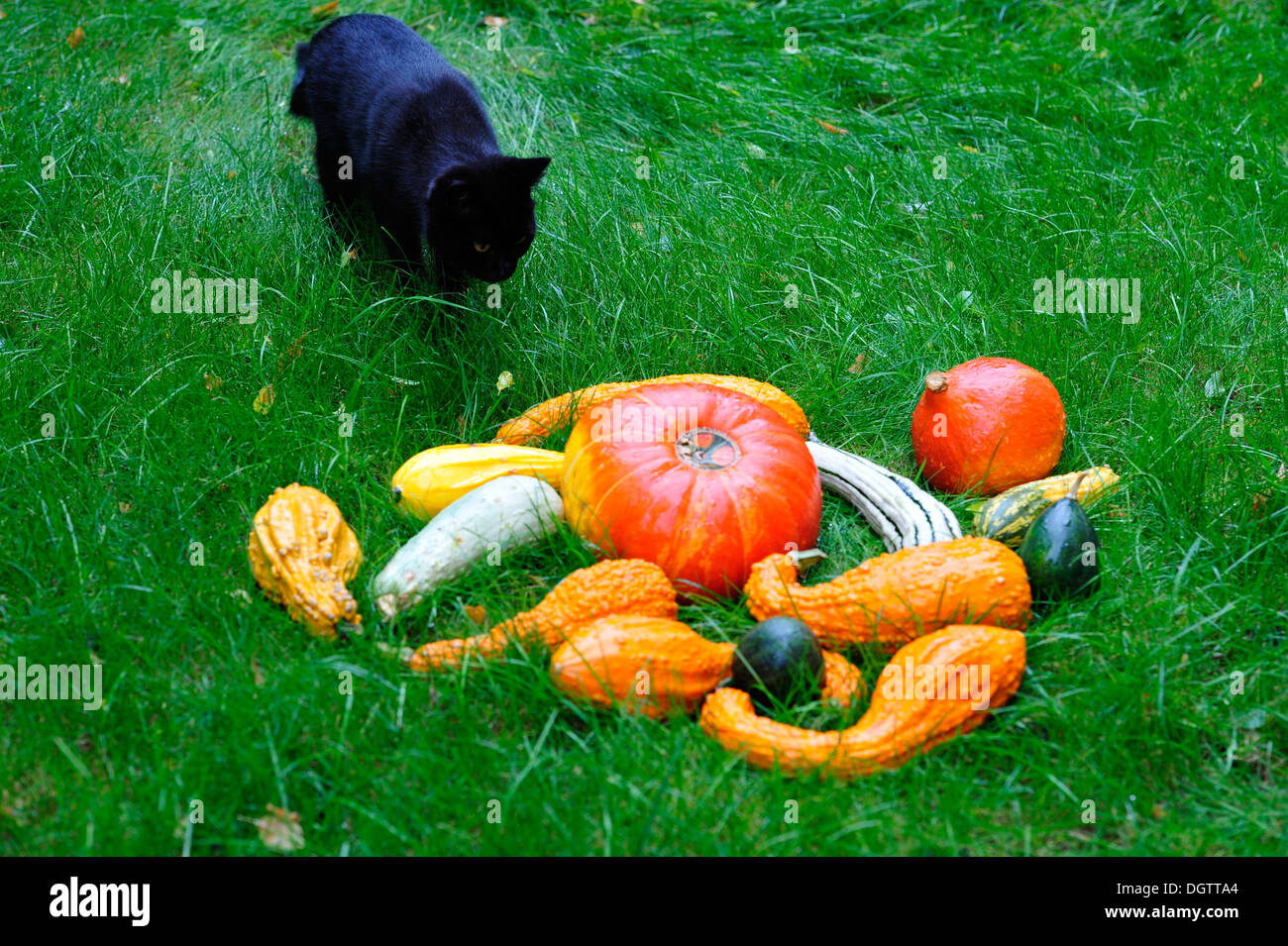 Domestic cat between pumpkins Stock Photo
