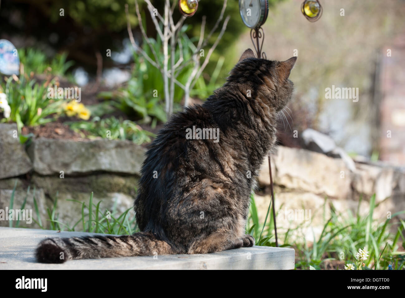 Domestic cat sitting in a garden Stock Photo - Alamy