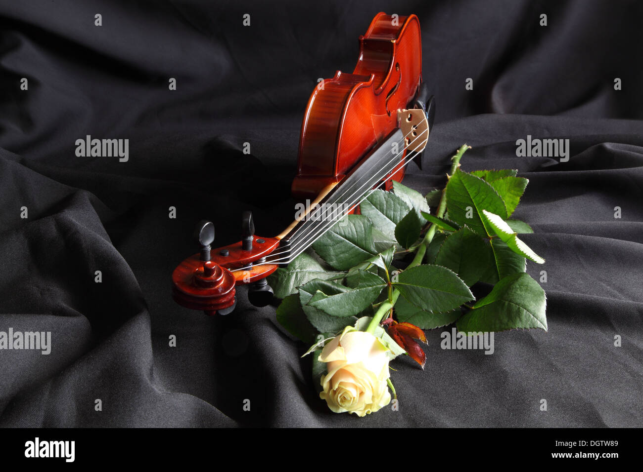 Violin with a white rose on a black background Stock Photo - Alamy