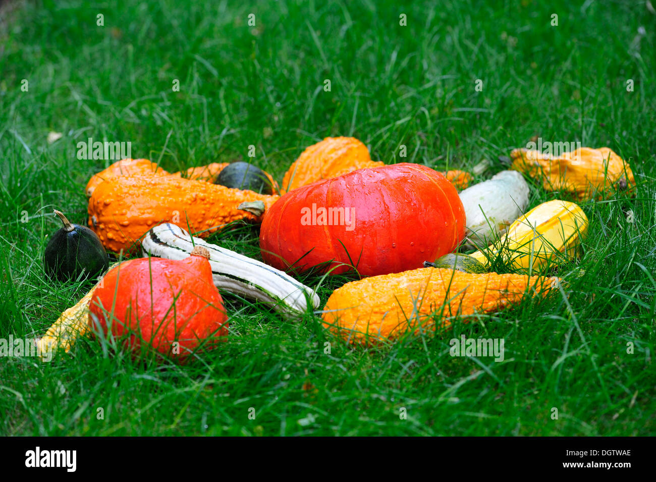 A large collection of pumpkins set Stock Photo